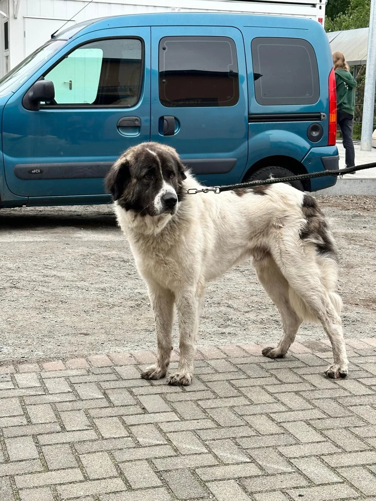 Ajax, male mixed breed for adoption at Cottbus