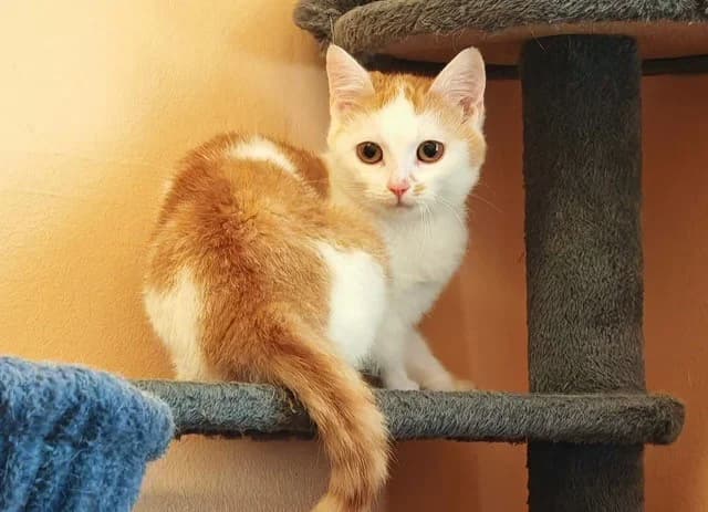 Akali, female European Shorthair for adoption at Tierheim Cottbus, Cottbus