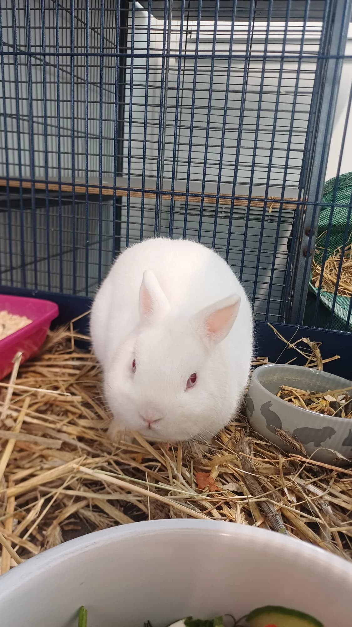 Albrecht,  Mixed Breed for adoption at Tierheim Cottbus, Cottbus