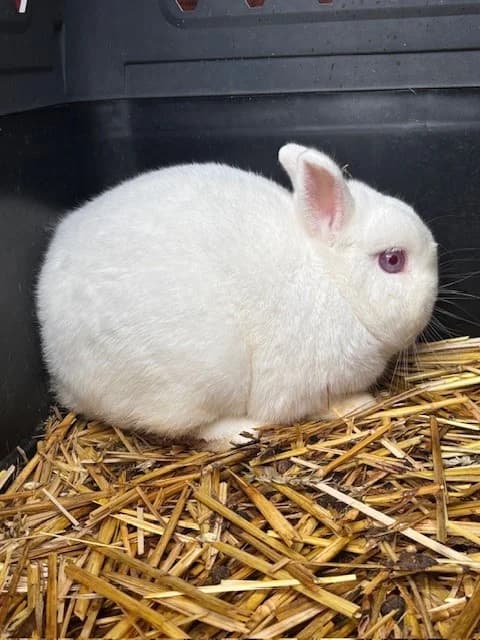 Albrecht,  Mixed Breed for adoption at Tierheim Cottbus, Cottbus — photo 2 of 2