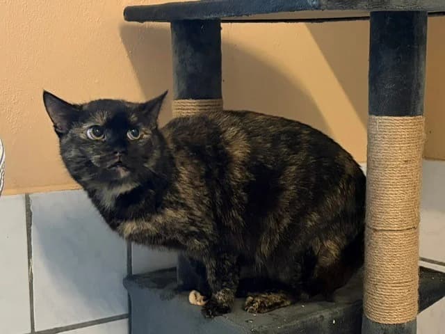 Anita, female 7yo European Shorthair for adoption at Tierheim Cottbus, Cottbus