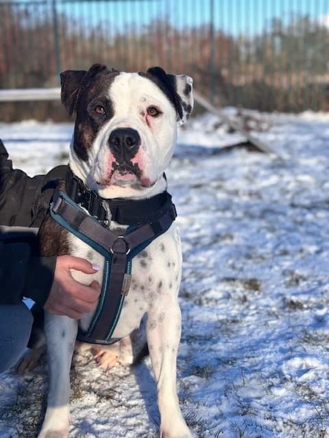 Anny, female Staffordshire Bull Terrier for adoption at Tierheim Cottbus, Cottbus — photo 2 of 2