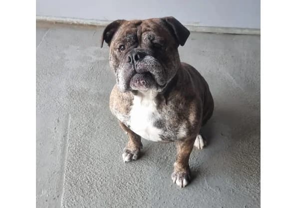 Attila, male English Bulldog for adoption at Cottbus