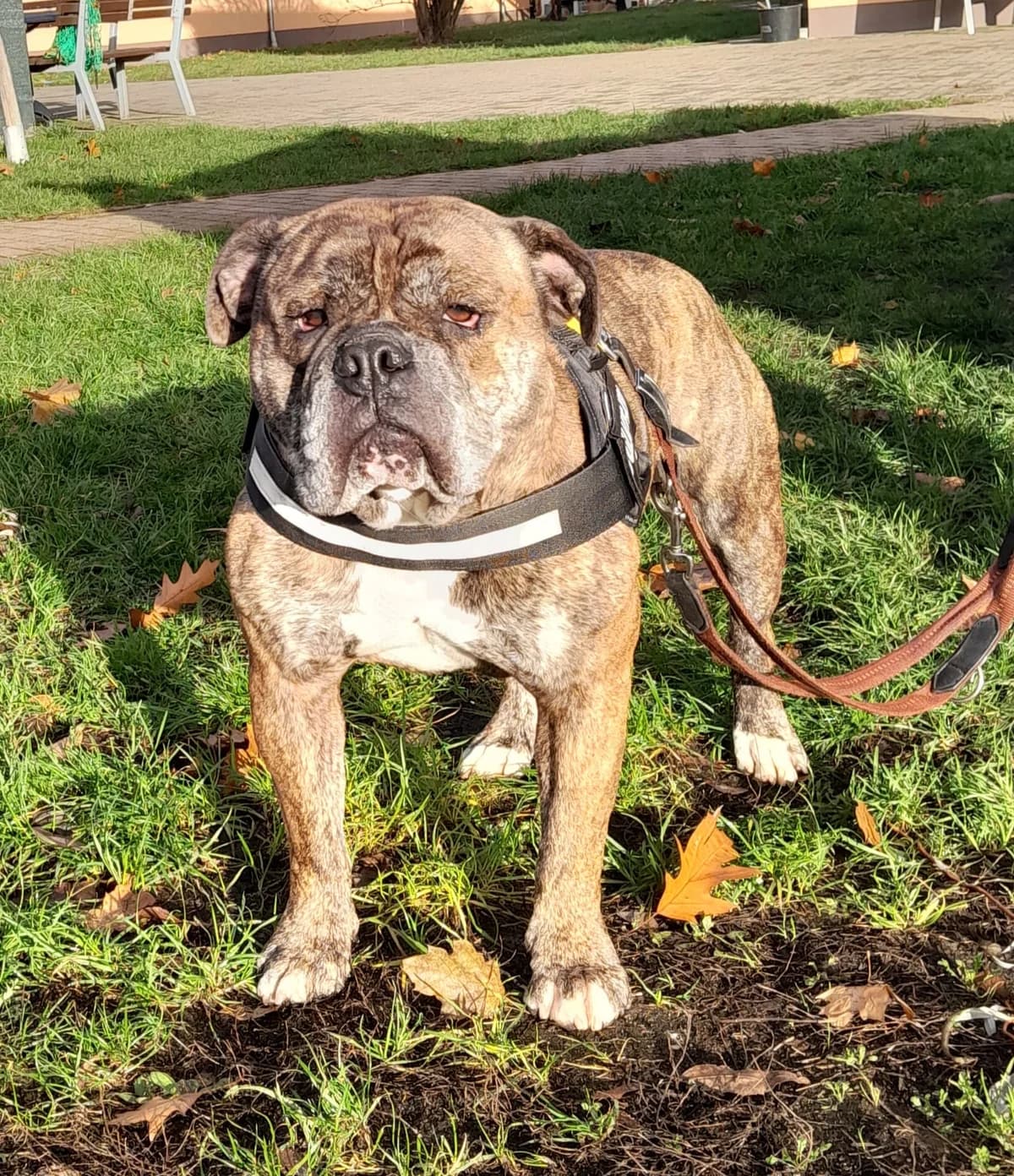 Attila, male English Bulldog for adoption at Tierheim Cottbus, Cottbus — photo 2 of 2