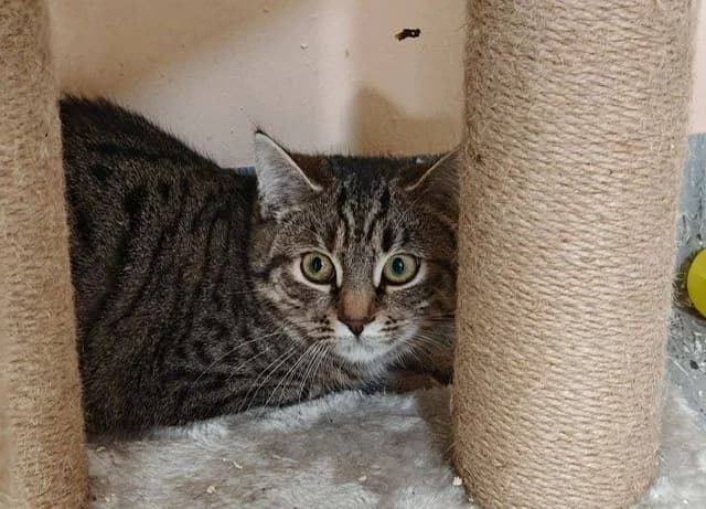 Aurora, female European Shorthair for adoption at Tierheim Cottbus, Cottbus