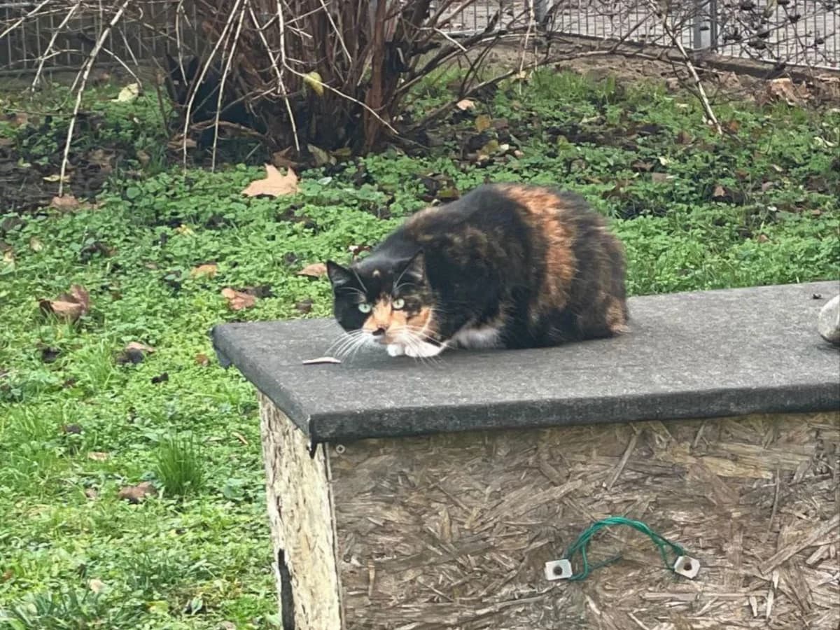 Bärbel, female European Shorthair for adoption at Cottbus
