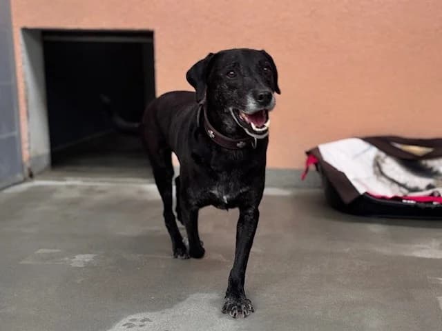 Baghira, male Mixed Breed for adoption at Tierheim Cottbus, Cottbus