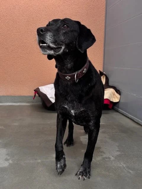 Baghira, male Mixed Breed for adoption at Tierheim Cottbus, Cottbus — photo 2 of 3