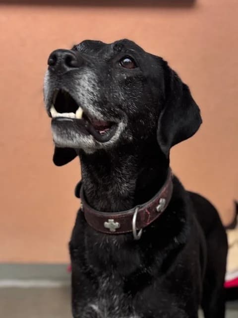 Baghira, male Mixed Breed for adoption at Tierheim Cottbus, Cottbus — photo 3 of 3