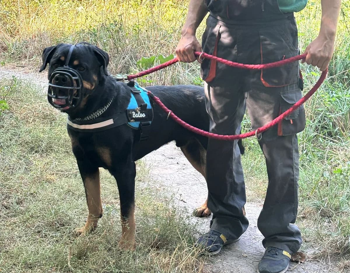Baloo, male 4yo Rottweiler for adoption at Tierheim Cottbus, Cottbus