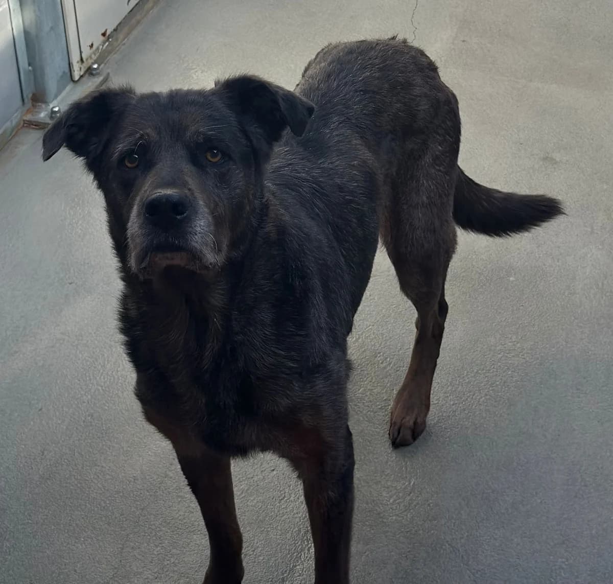 Bonnie, female senior Mixed Breed for adoption at Tierheim Cottbus, Cottbus