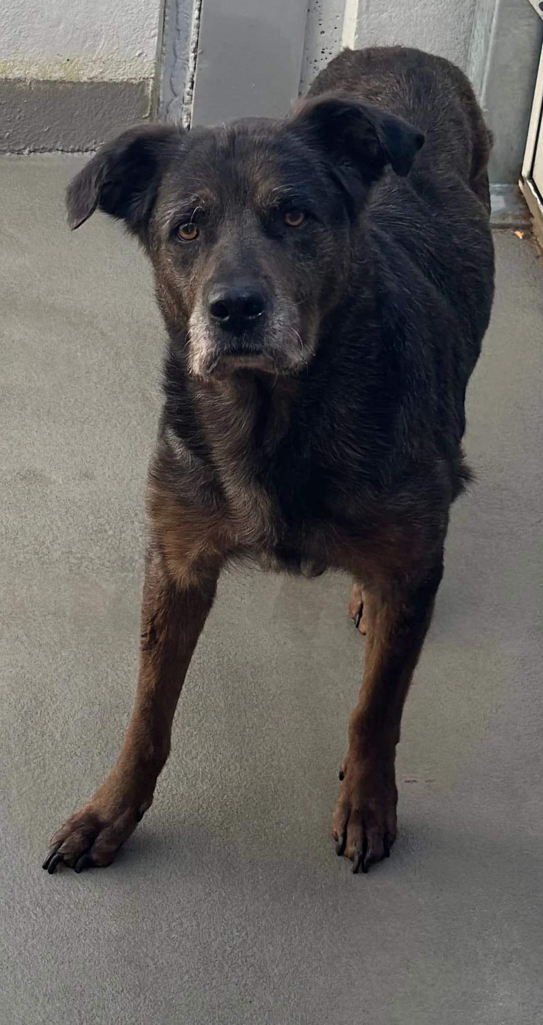 Bonnie, female Mixed Breed for adoption at Tierheim Cottbus, Cottbus — photo 3 of 3