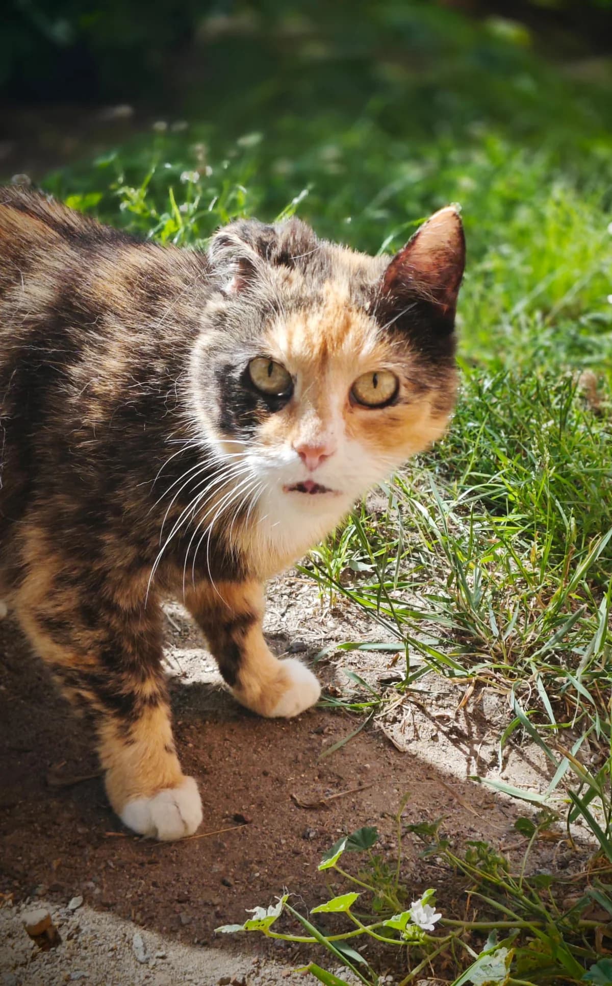 Mindi, female senior European Shorthair for adoption at Tierheim Cottbus, Cottbus