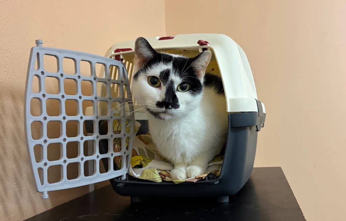 Callisto, female European Shorthair for adoption at Cottbus