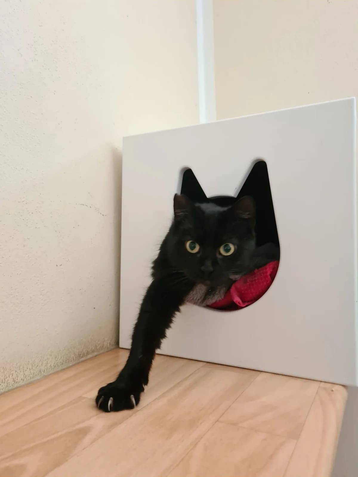 Candy, female senior European Shorthair for adoption at Tierheim Cottbus, Cottbus