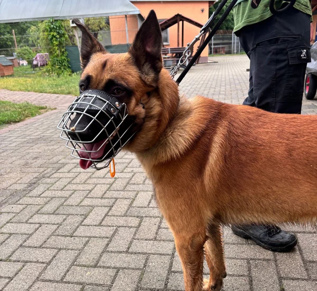 Carlo, male mixed breed for adoption at Cottbus