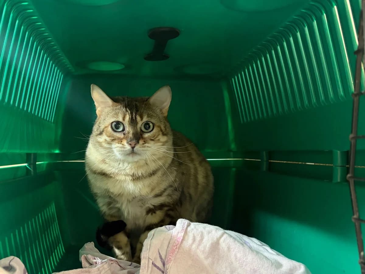 Catherine, female Bengal for adoption at Tierheim Cottbus, Cottbus