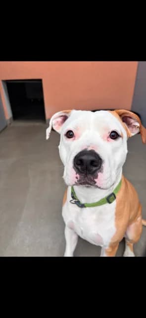 Charly, male young American Staffordshire Terrier for adoption at Tierheim Cottbus, Cottbus