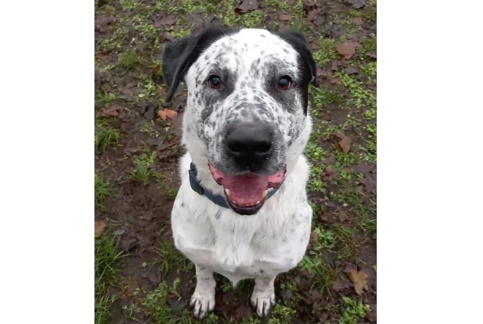 Charly, male 7yo mixed breed for adoption at Tierheim Cottbus, Cottbus
