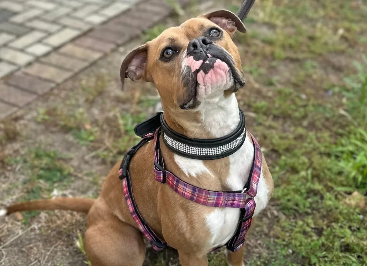 Cleo, male English Bulldog for adoption at Cottbus