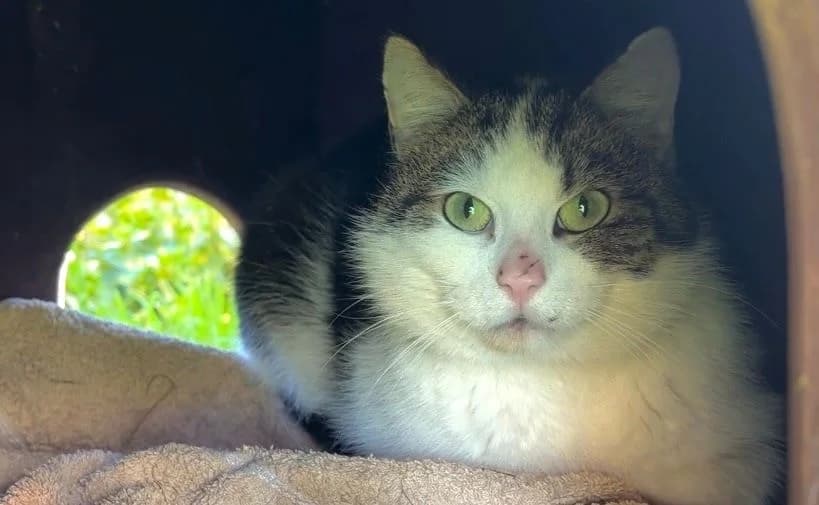 Dorne, female young European Shorthair for adoption at Tierheim Cottbus, Cottbus