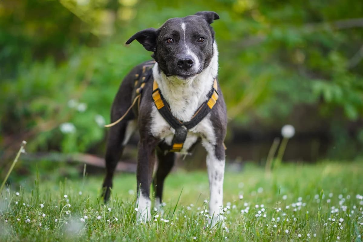Fame, female senior Border Collie for adoption at Tierheim Cottbus, Cottbus