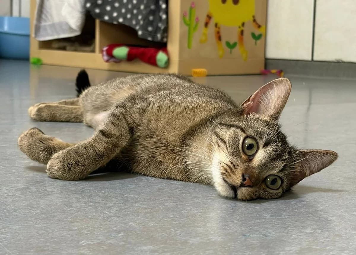 Fay, female young European Shorthair for adoption at Tierheim Cottbus, Cottbus