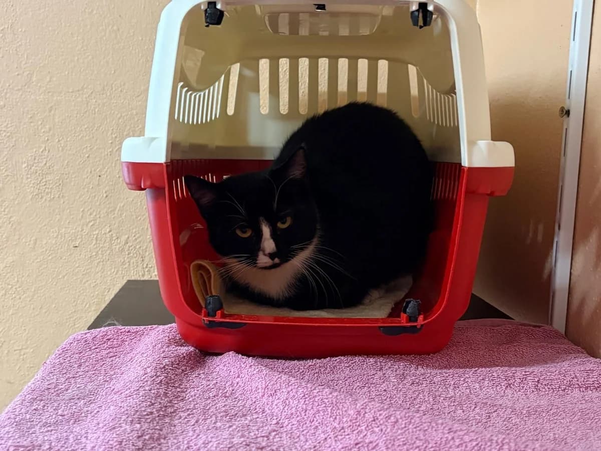 Finja, female European Shorthair for adoption at Cottbus