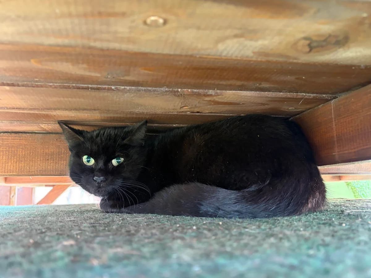 Flo, male European Shorthair for adoption at Tierheim Cottbus, Cottbus