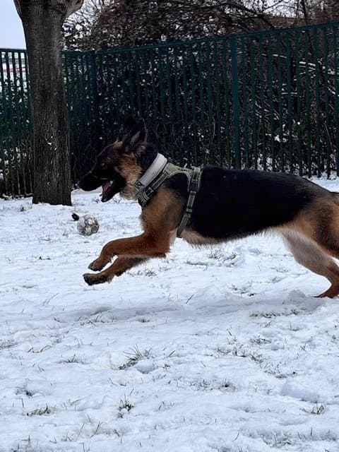 Freya, female German Shepherd for adoption at Cottbus