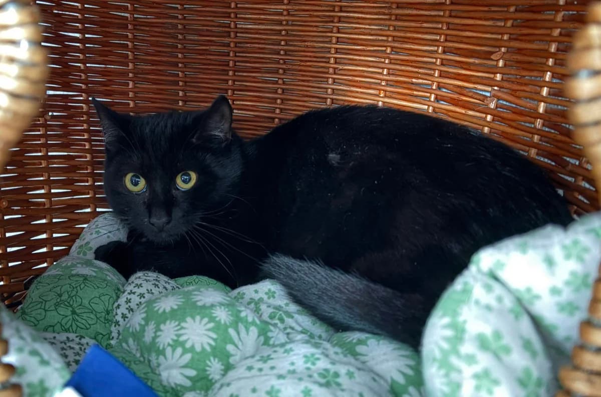 Fridolina, female young European Shorthair for adoption at Tierheim Cottbus, Cottbus