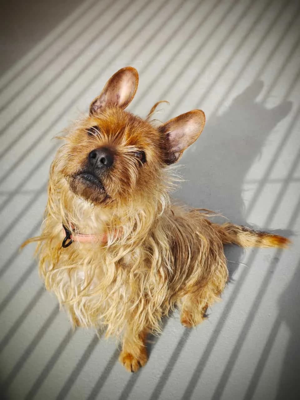 Fritz, male 7yo mixed breed for adoption at Tierheim Cottbus, Cottbus