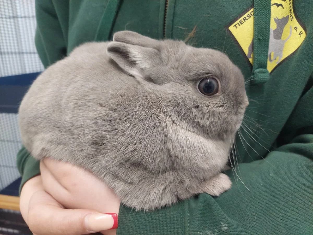 Georgi,  Mixed Breed for adoption at Cottbus