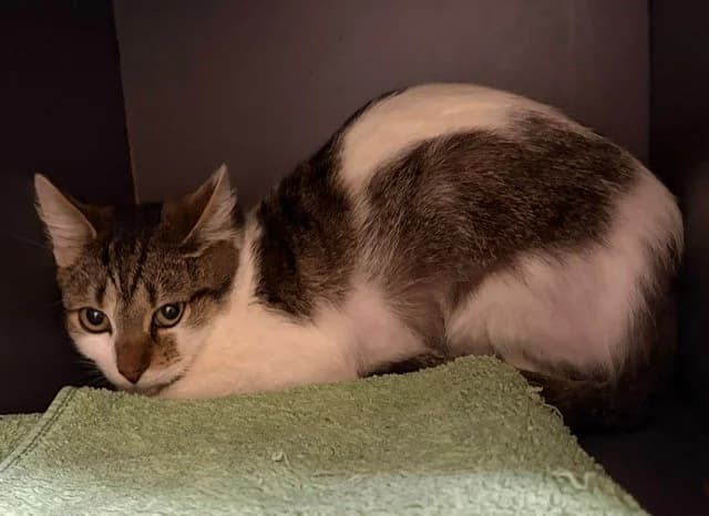 Haru, male young European Shorthair for adoption at Tierheim Cottbus, Cottbus