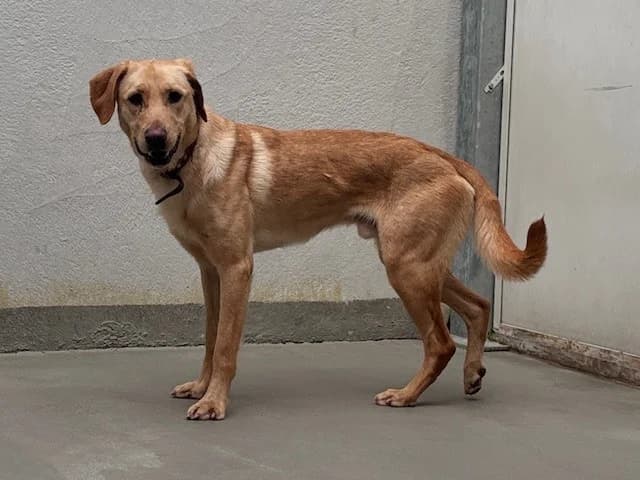 Herbie, male young Labrador Retriever for adoption at Tierheim Cottbus, Cottbus