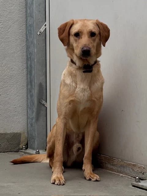 Herbie, male Labrador Retriever for adoption at Tierheim Cottbus, Cottbus — photo 2 of 3