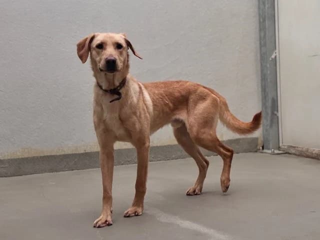 Herbie, male Labrador Retriever for adoption at Tierheim Cottbus, Cottbus — photo 3 of 3