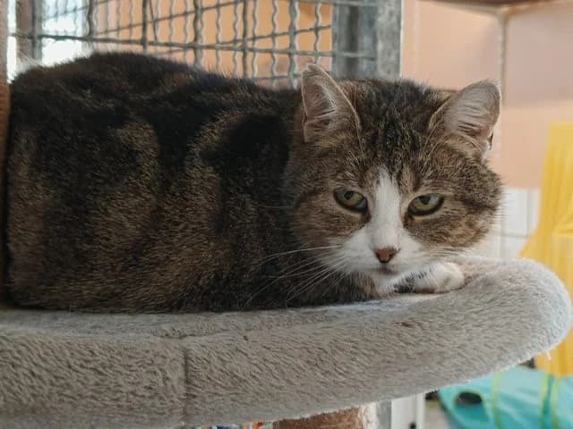 Hermosa, female 5yo European Shorthair for adoption at Tierheim Cottbus, Cottbus