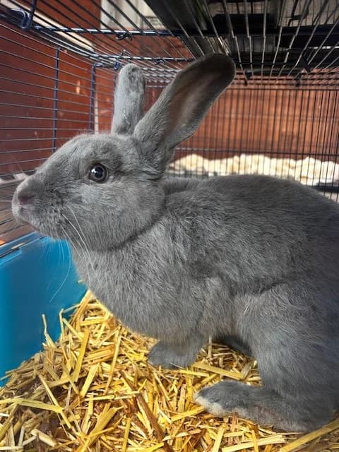 Hildegart,  Mixed Breed for adoption at Tierheim Cottbus, Cottbus