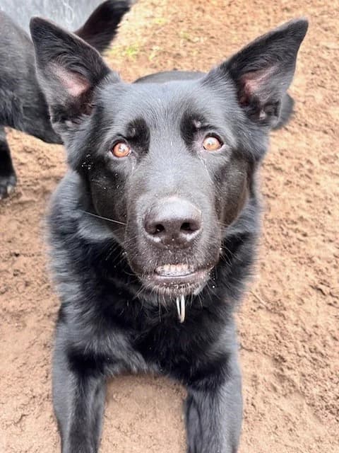 Jahwe, male senior Belgian Malinois for adoption at Tierheim Cottbus, Cottbus