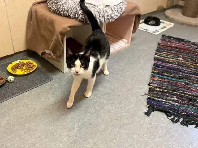 Jinki, male European Shorthair for adoption at Tierheim Cottbus, Cottbus