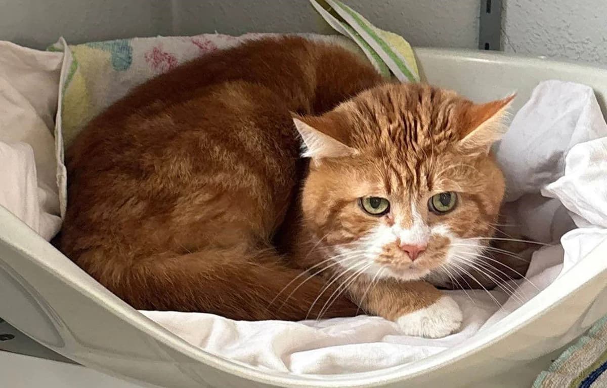 Katerle, male senior European Shorthair for adoption at Tierheim Cottbus, Cottbus