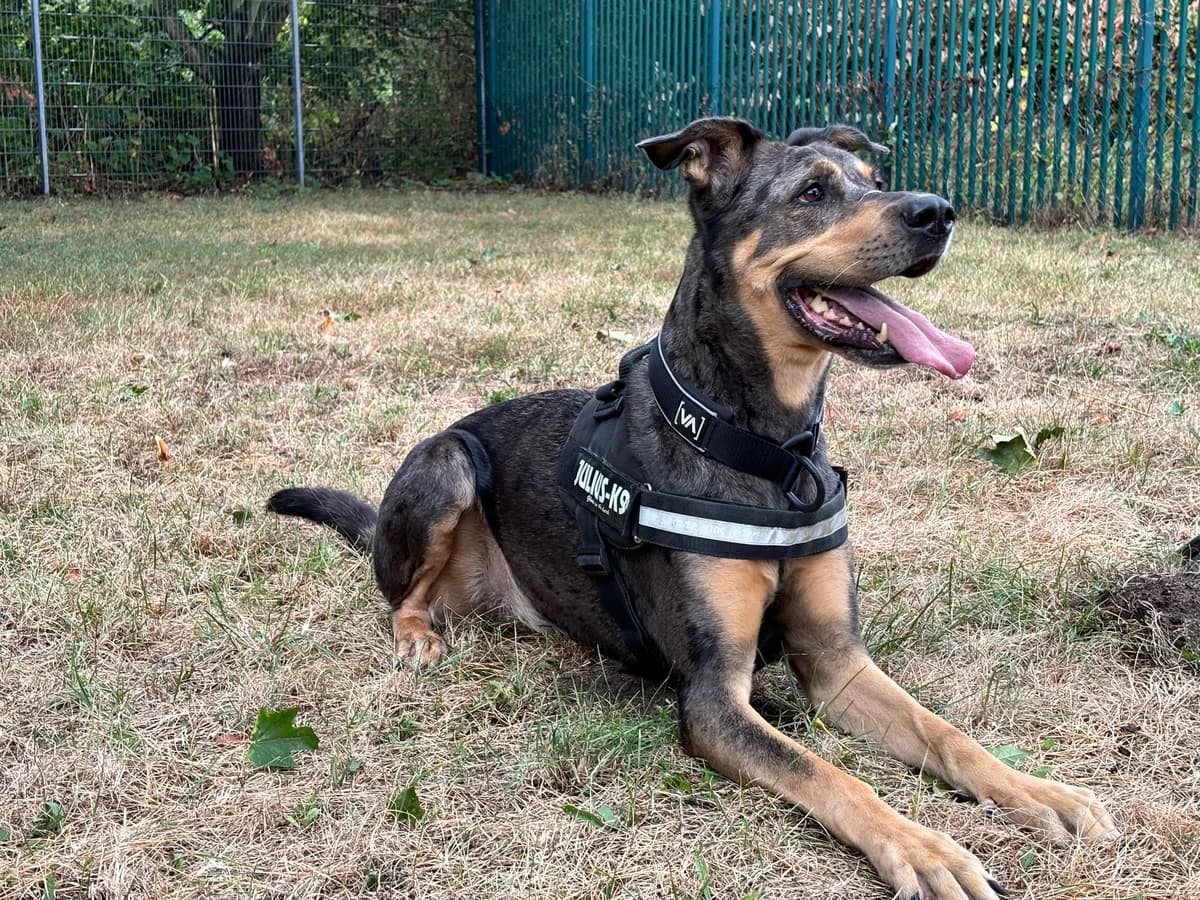 Kaya, female mixed breed for adoption at Cottbus