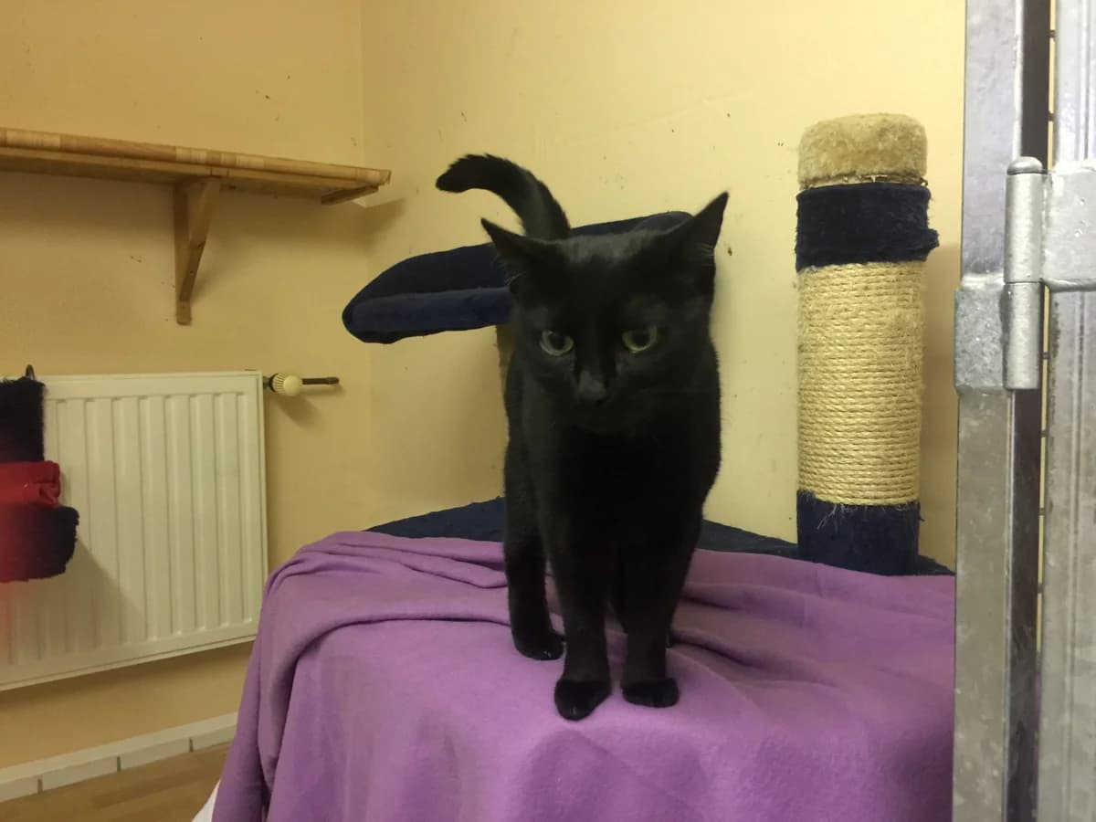 Sarah, female senior Mixed Breed Cat for adoption at Tierheim Cottbus, Cottbus