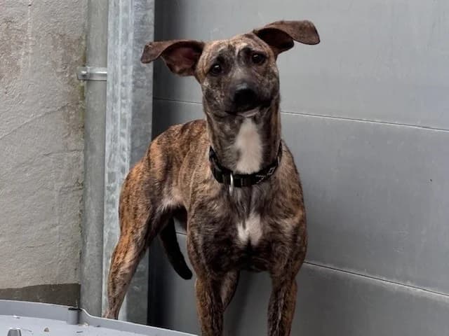 Liz, female Whippet for adoption at Cottbus