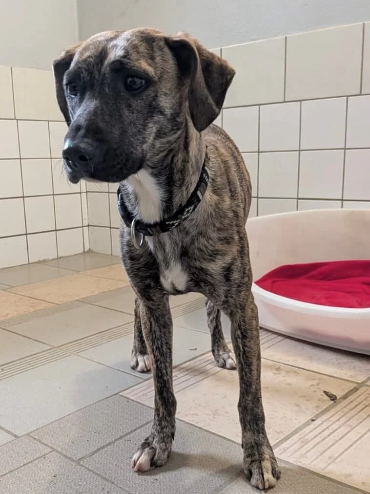 Liz, female Whippet for adoption at Tierheim Cottbus, Cottbus photo 2