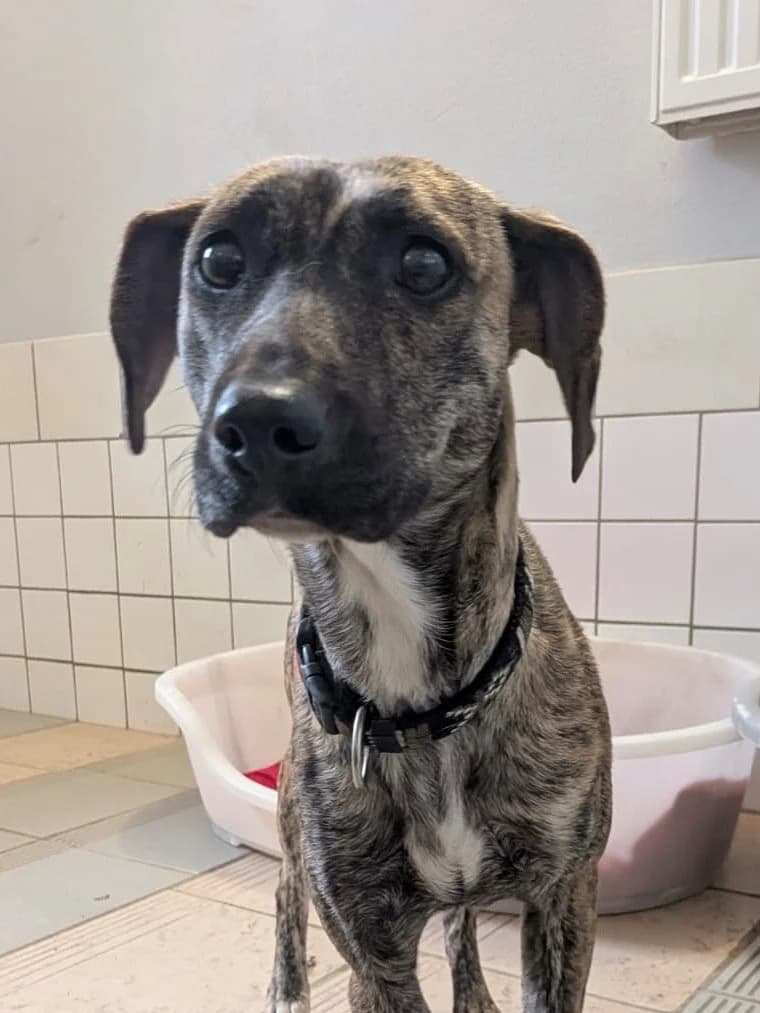 Liz, female Whippet for adoption at Tierheim Cottbus, Cottbus photo 3