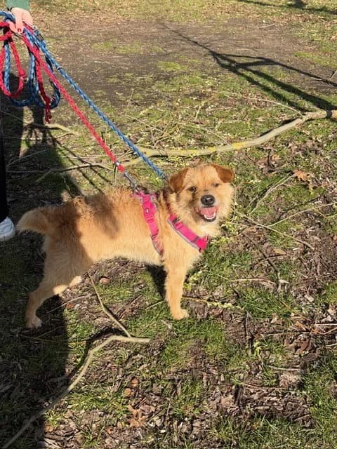 Lucky, male 6yo Mixed Breed for adoption at Tierheim Cottbus, Cottbus