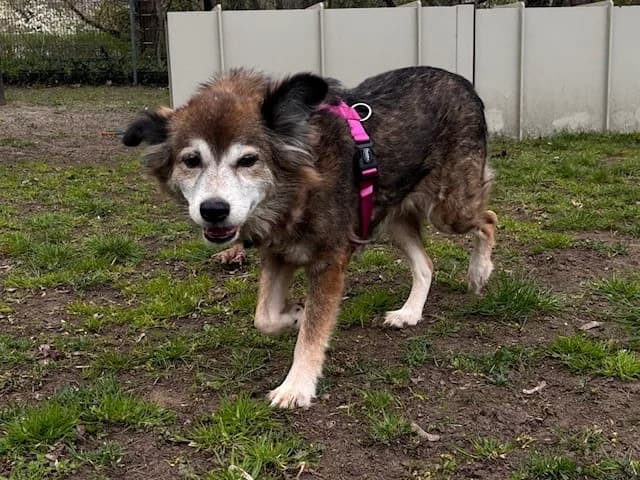 Marie, female senior Mixed Breed for adoption at Tierheim Cottbus, Cottbus