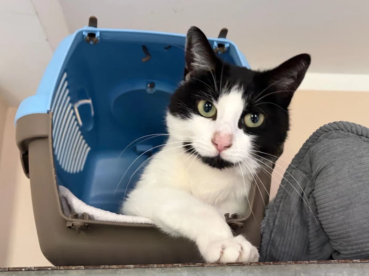 Martha, female puppy European Shorthair for adoption at Tierheim Cottbus, Cottbus